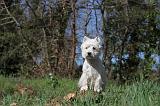 WESTIE 008